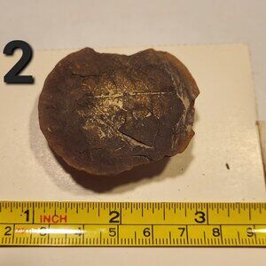 Old Indiana Fern Fossil